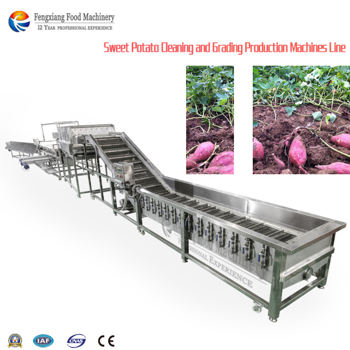 Automated Sweet Potato Washing and Sorting Equipment
